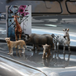 view from the zoo...animal picture magnets
