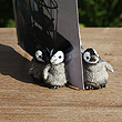 view from the zoo....animal picture magnets