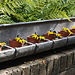 galvanised trough