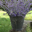 galvanised bucket
